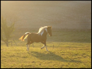  Uno de los caballos de la Caballería